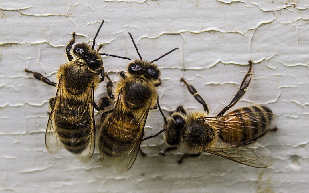 Samuel Chupp – Rainbow Hollow Honeybees