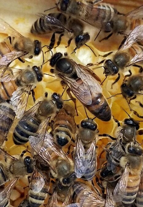 Friends Creek Apiaries