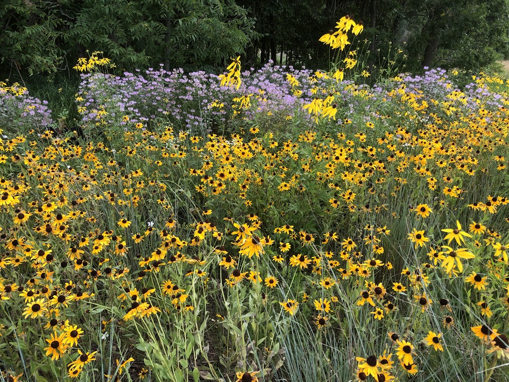 Field of blooming flowers