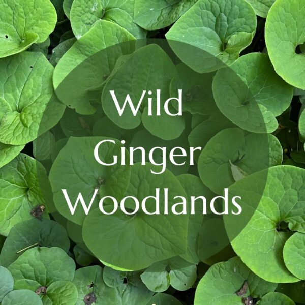 Wild Ginger Woodlands